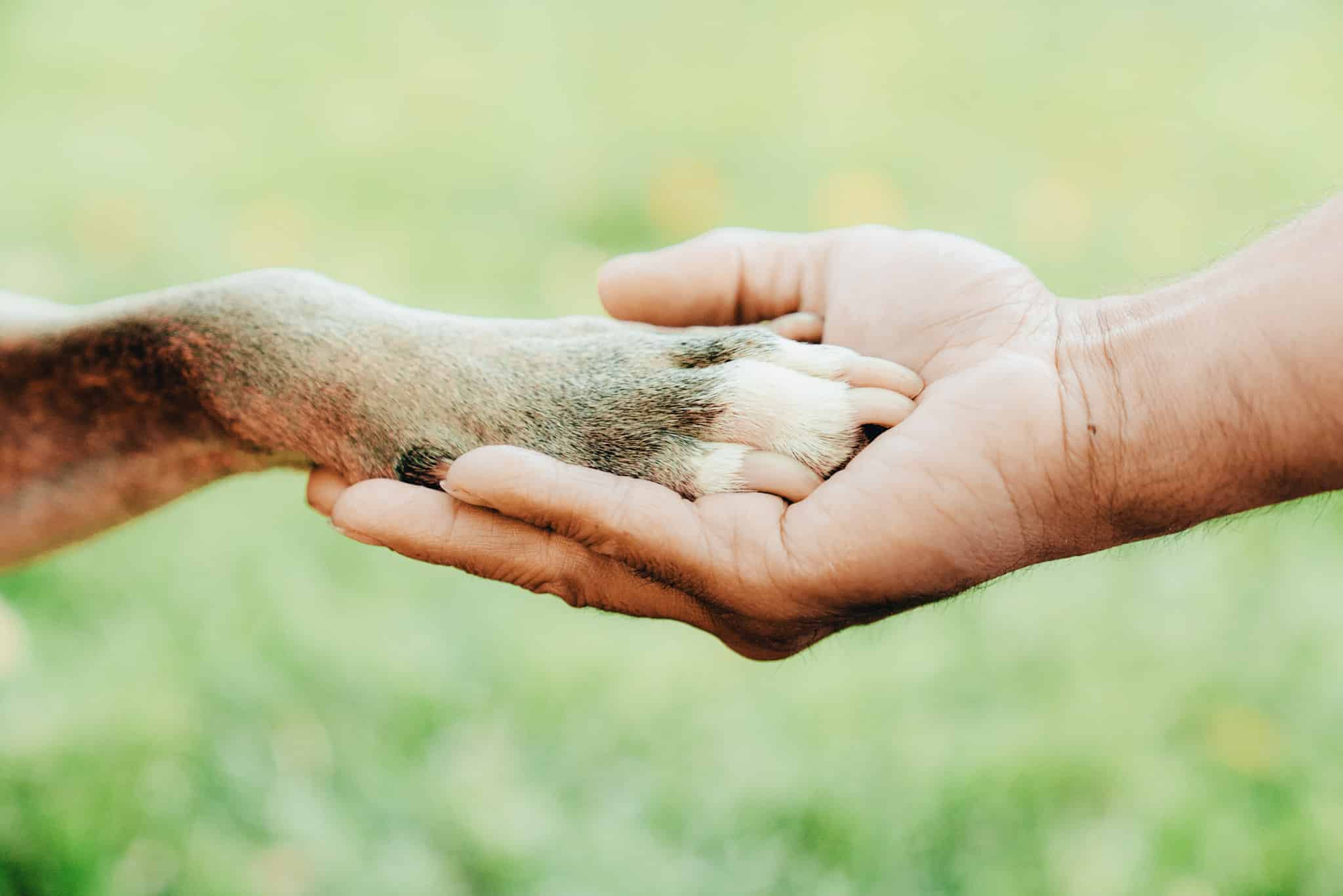 dog paw on human hands