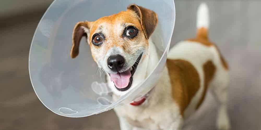 Dog wearing a medical e-collar