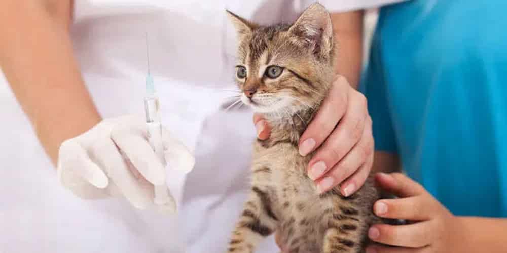 Kitten receiving vaccination