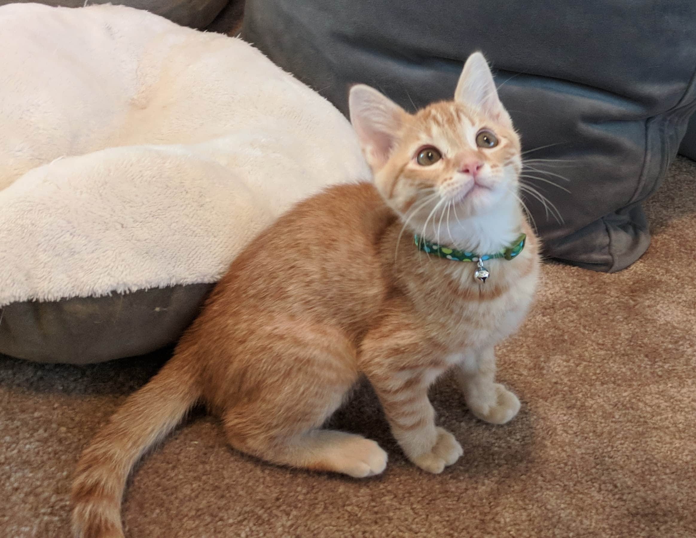 Adoption Update – Curry