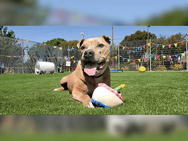 Adoptable, Senior Pup Celebrates 12th Birthday