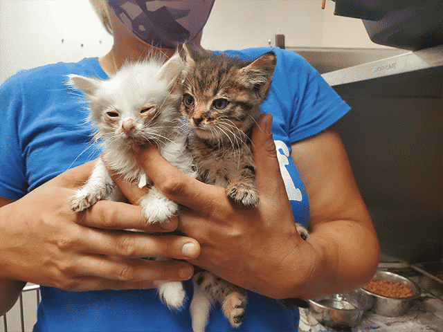 Homeless Pets Evacuated From Wildfire’s Path