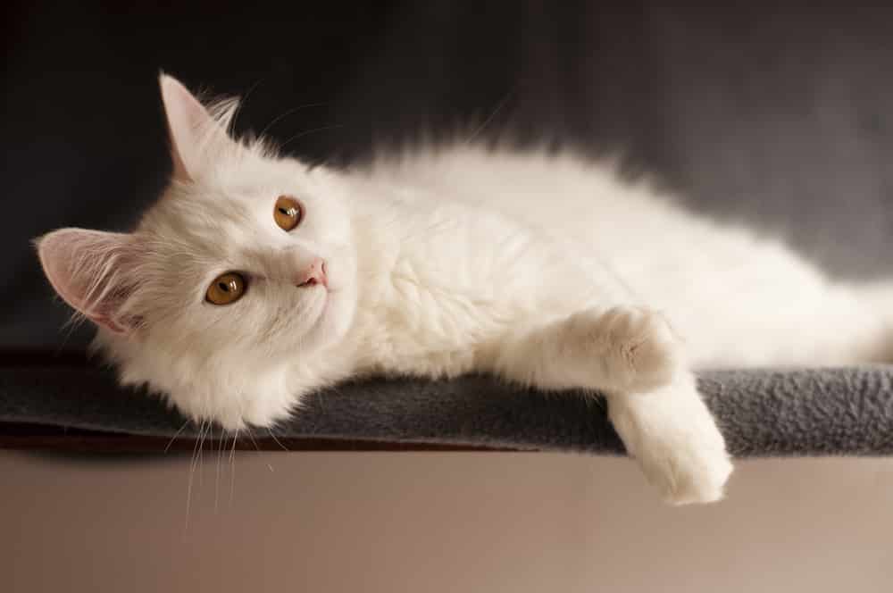 Feline Immunodeficiency Virus (FIV) FAQ