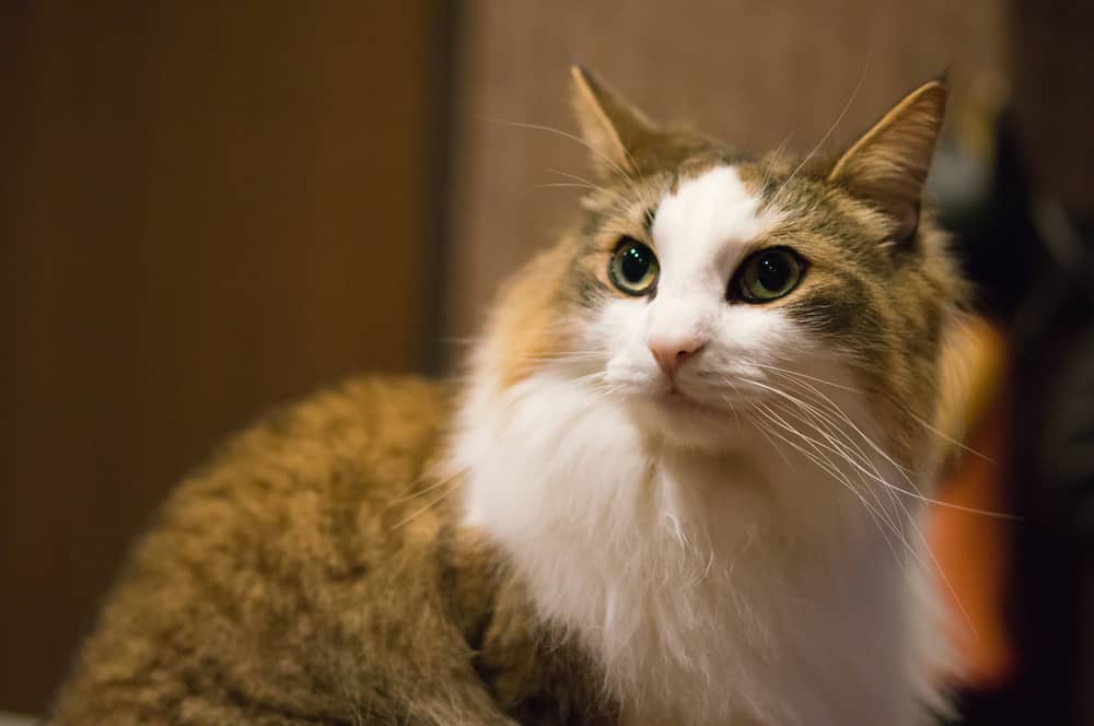 All About Feline Leukemia Virus (FeLV)