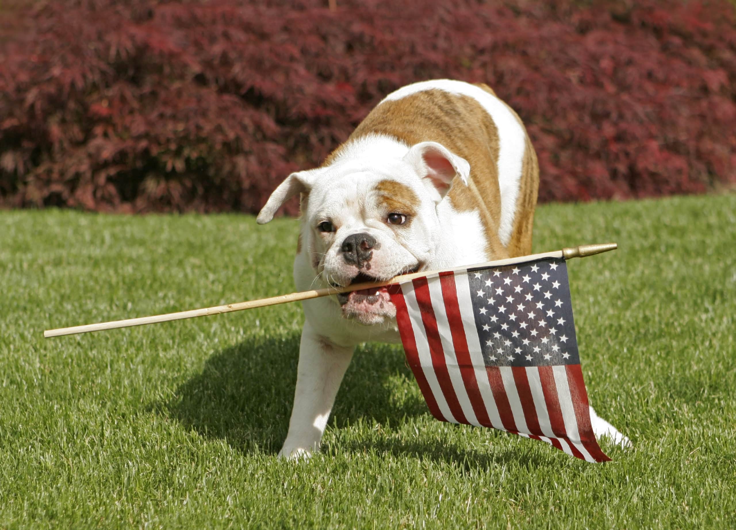 Fourth of July Pet Safety