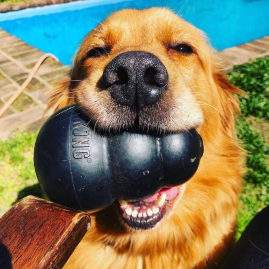 Dogs and KONG® Toys