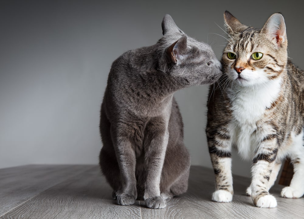 Introducing a New Cat to a Resident Cat