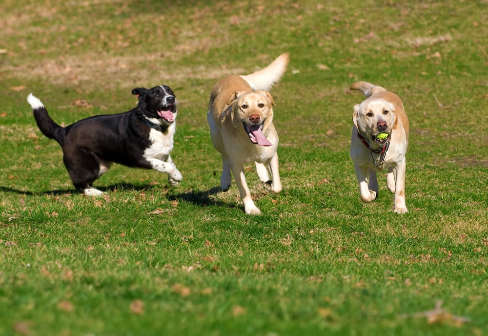 Dog-to-Dog Introductions