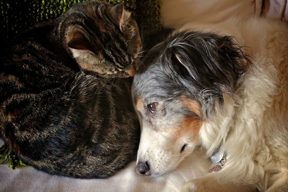 Introducing a New Cat to a Resident Dog