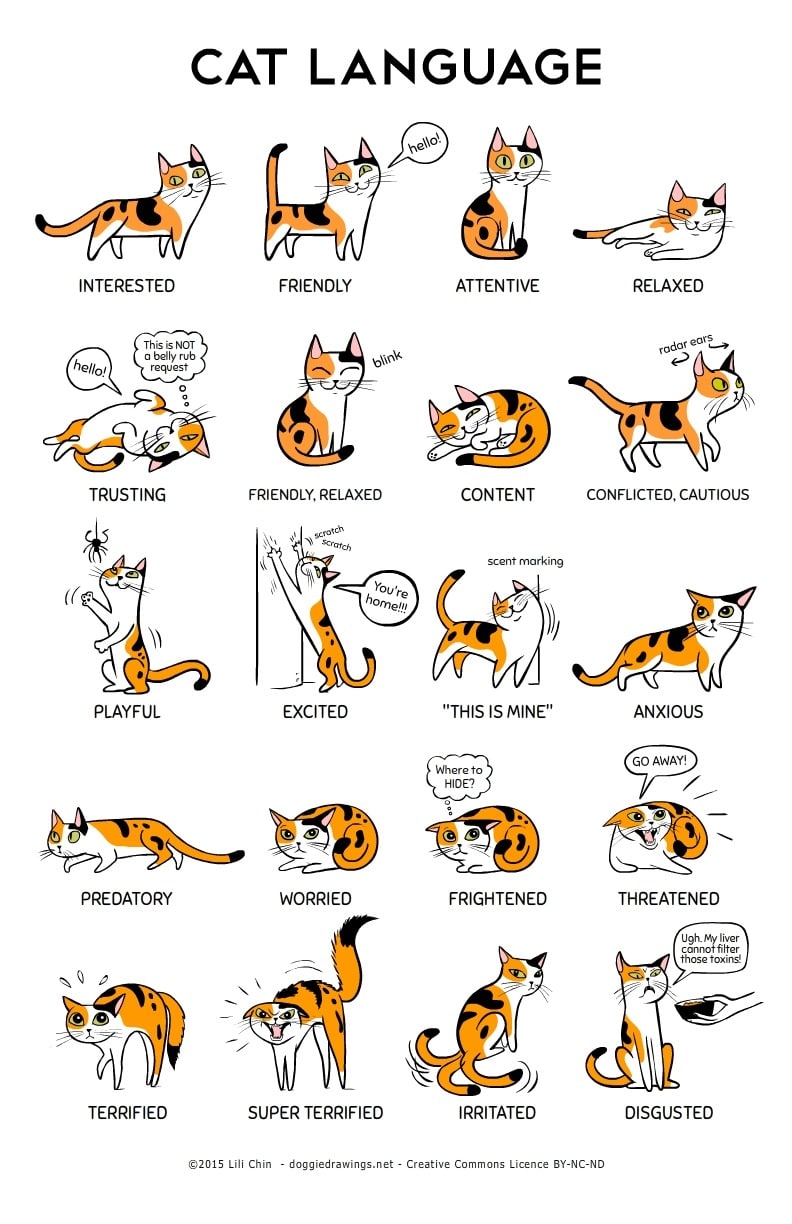 Cat Body Language