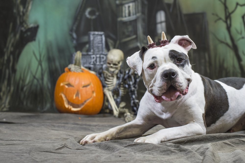 Halloween Pet Safety