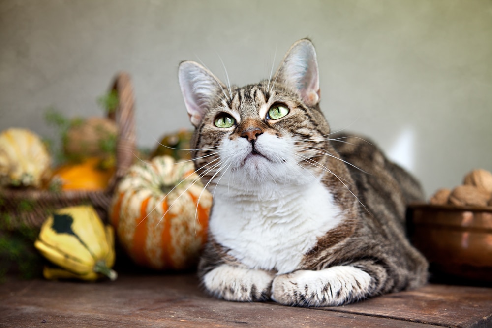 Thanksgiving Pet Safety