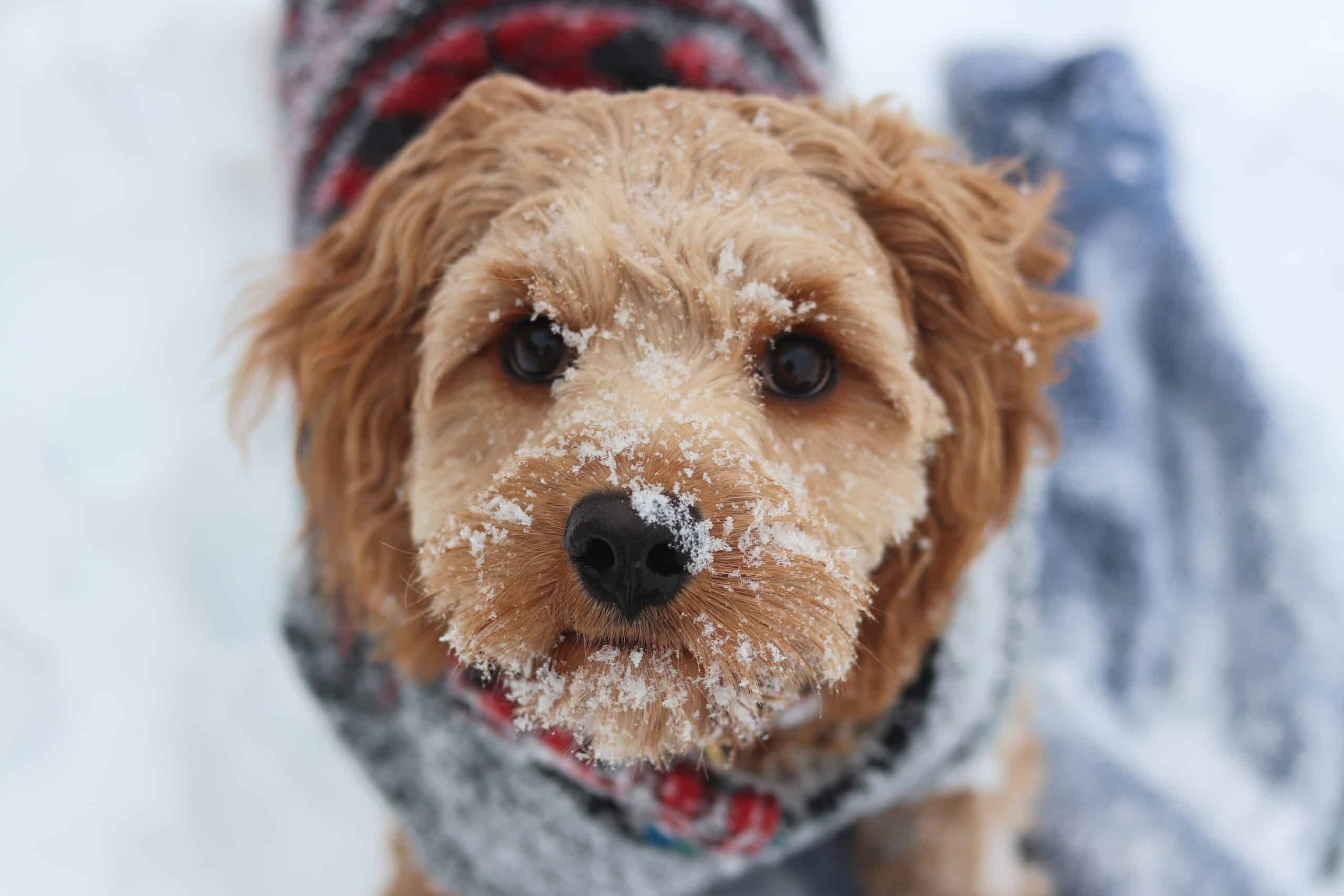 Cold Weather Pet Safety