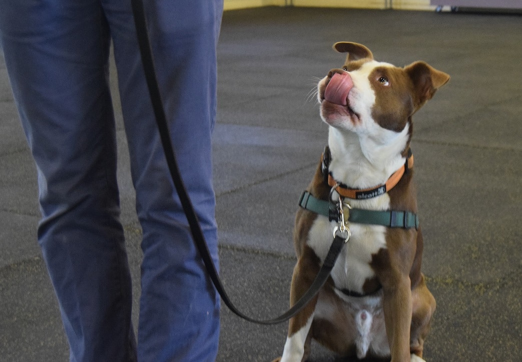 What is the Canine Good Citizen™ Test? - Animal Rescue Foundation